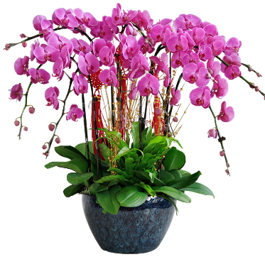 10 dallı mor orkide Ankara 14 şubat sevgililer günü çiçek
