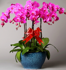 9 dallı mor orkide Ankara çiçek online çiçek siparişi