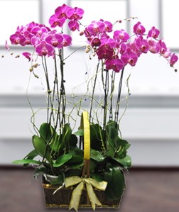 4 dallı mor orkide Ankara güvenli kaliteli hızlı çiçek