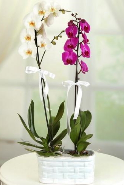 1 mor 1 dal beyaz orkide sepet içerisinde Ankara çiçek mağazası , çiçekçi adresleri