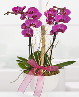 2 dallı mor orkide Ankara anneler günü çiçek yolla