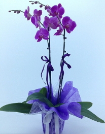 2 dallı mor orkide Ankara kaliteli taze ve ucuz çiçekler
