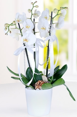3 dallı beyaz orkide Ankara çiçek yolla