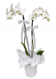 2 dallı beyaz orkide Ankara güvenli kaliteli hızlı çiçek