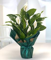 Spatifilyum Barış çiçeği büyük boy Saksı çiçeği Ankara anneler günü çiçek yolla
