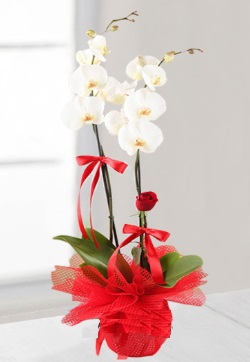 2 dallı beyaz orkide ve 1 adet kırmızı gül Ankara anneler günü çiçek yolla